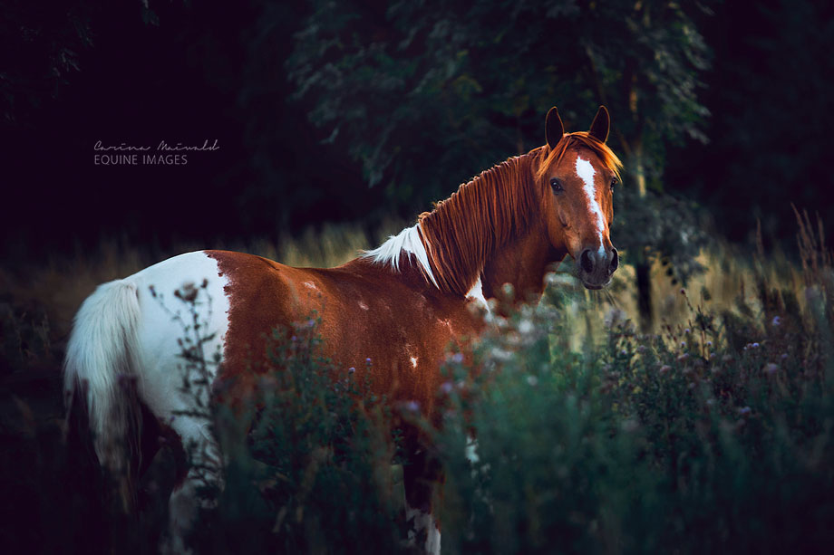 Difference Between a Paint and a Pinto Horse